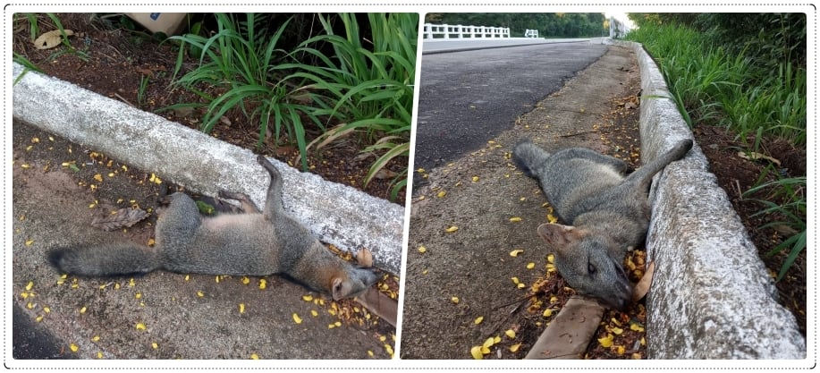 Animais da fauna de Rondônia agonizam até a morte, por atropelamentos, nas estradas - News Rondônia