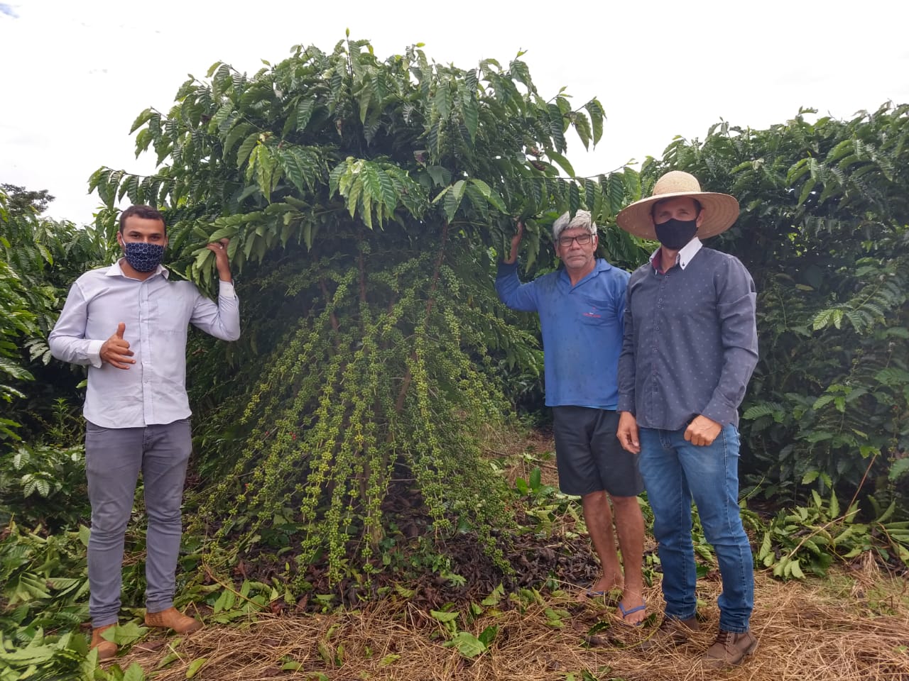 Secretaria Municipal de agricultura de Rolim de Moura orienta produtores rurais na produção de café - News Rondônia