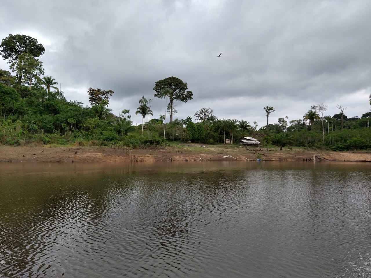 Povos da bacia do rio Purus no AM buscam frear grilagem - News Rondônia