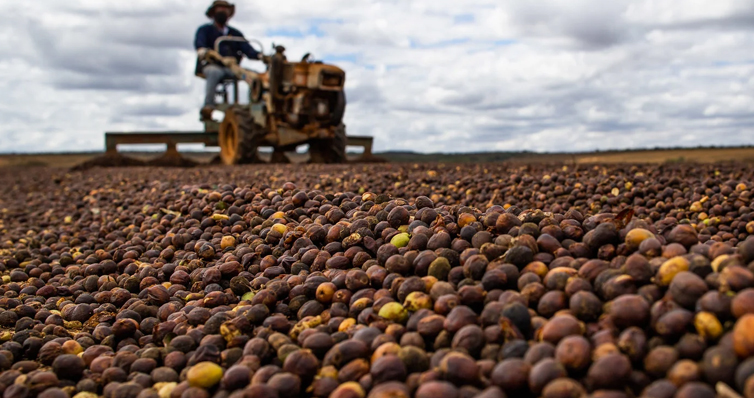 Conab confirma números recordes de produção do café brasileiro - News Rondônia