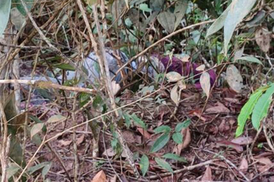 URGENTE - Cadáver em estado de decomposição é encontrado - News Rondônia
