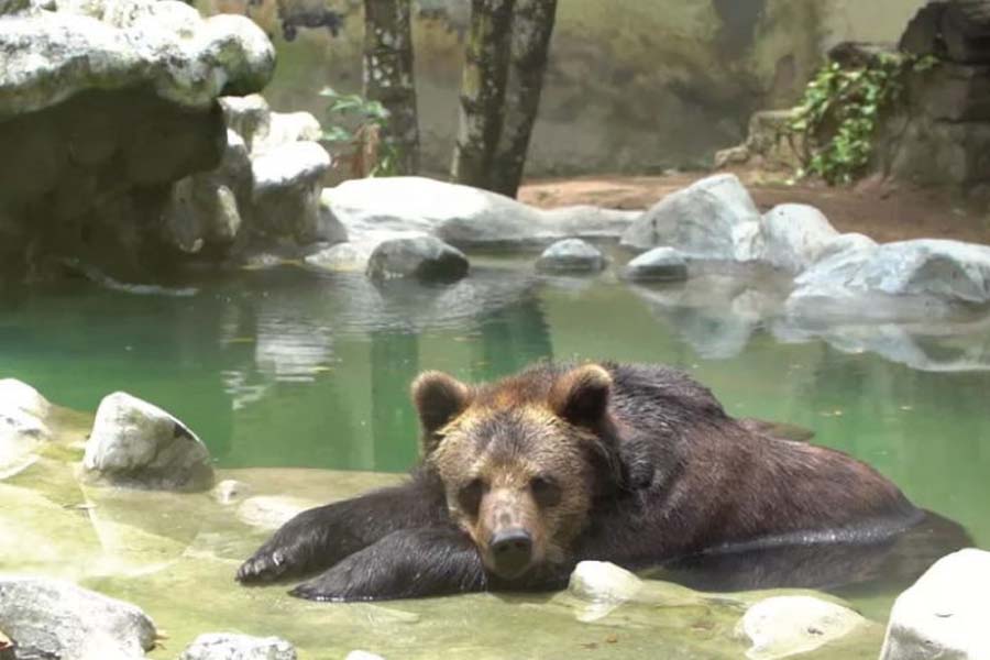 Ursa que viveu 20 anos em zoo ganha lar em santuário ecológico - News Rondônia
