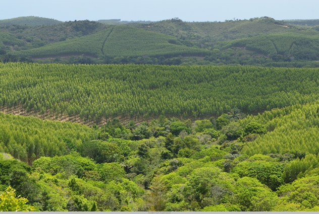 Árvores e a evolução da vida  por João Carlos Augusti - News Rondônia