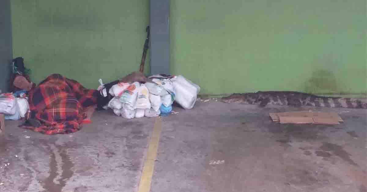 VÍDEO: Jacaré de 2 metros chega perto de morador de rua que estava dormindo - News Rondônia