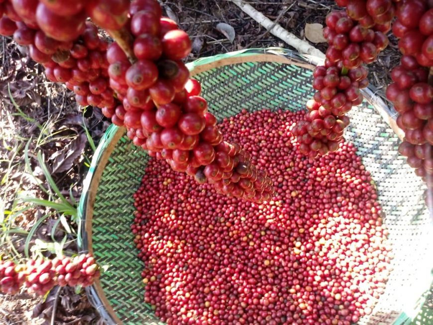 RETROSPECTIVA - Rondônia supera expectativa e colhe 2,3 milhões de sacas de café na safra 2020 - News Rondônia