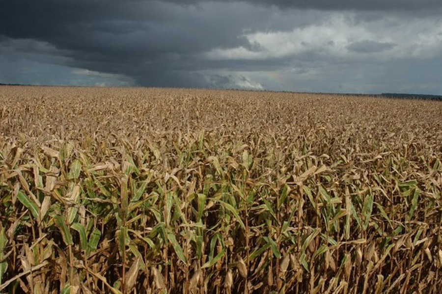 Conab analisa efeitos da falta de chuvas nas lavouras de milho, algodão e trigo - News Rondônia