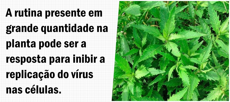 Pesquisadores da Ufam estudam o 'mastruz' como componente para inibir a replicação do novo coronavírus - News Rondônia