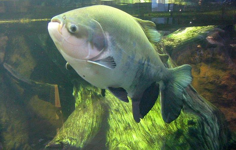 Tambaqui: peixe pode desaparecer devido as mudanças climáticas, declara pesquisa - News Rondônia