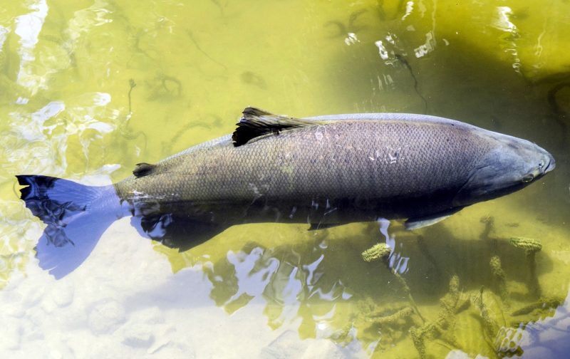 Tambaqui: peixe pode desaparecer devido as mudanças climáticas, declara pesquisa - News Rondônia