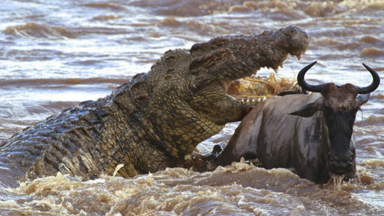 Crocodilo tem a mordida mais forte do mundo - News Rondônia