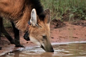 Cédula de R$ 200 eleva a atenção para a preservação do lobo-guará - News Rondônia