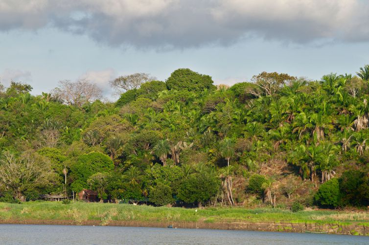 IBGE: BRASIL TEM 9,85 MILHÕES DE HECTARES DE FLORESTAS PLANTADAS - News Rondônia