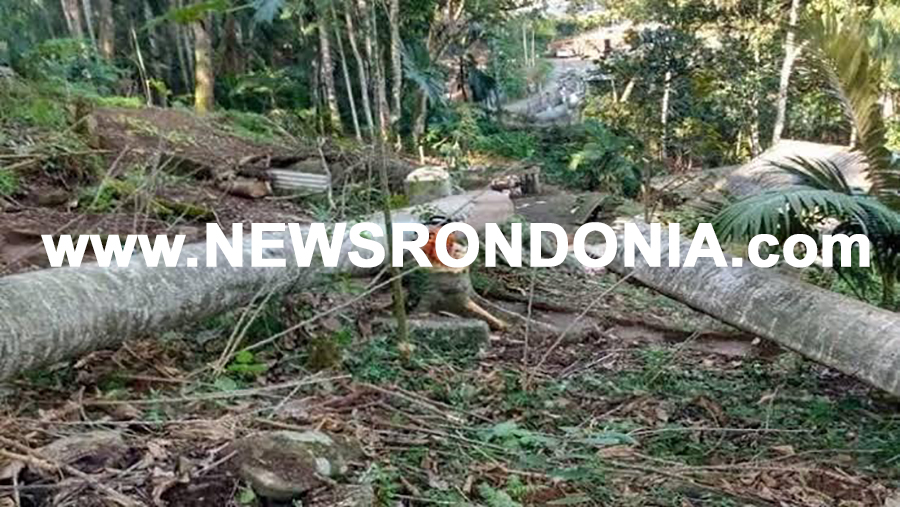 FATAL: Trabalhador morre após ser atingido por árvore durante derrubada em Candeias do Jamari - News Rondônia