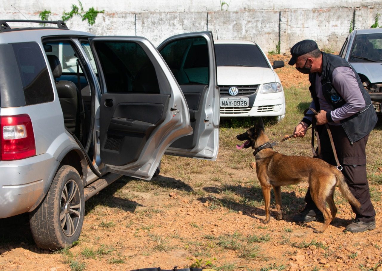 Segurança Pública de Rondônia investe em cães farejadores para combater o tráfico de drogas - News Rondônia
