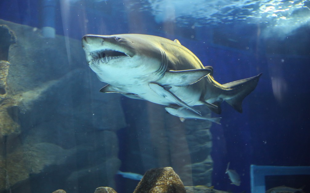 Morre Margarida, primeiro grande tubarão a chegar ao AquaRio - News Rondônia