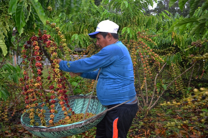 Embrapa é precursora da cafeicultura clonal no Amazonas - News Rondônia