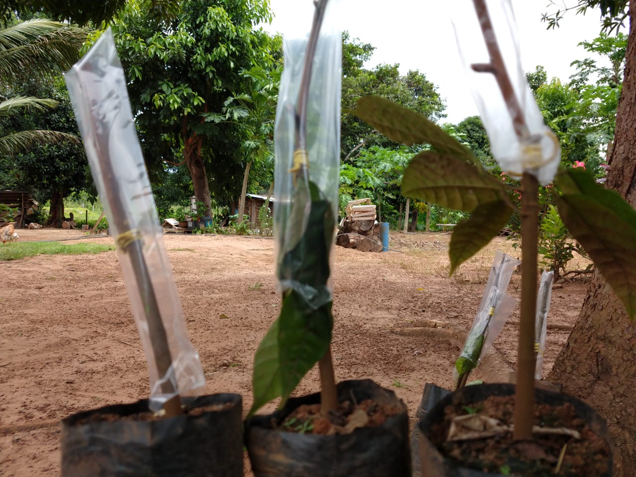 SECRETARIA DE AGRICULTURA DE ROLIM REALIZA COLETA DE HASTES DE CACAU EM JARU - News Rondônia