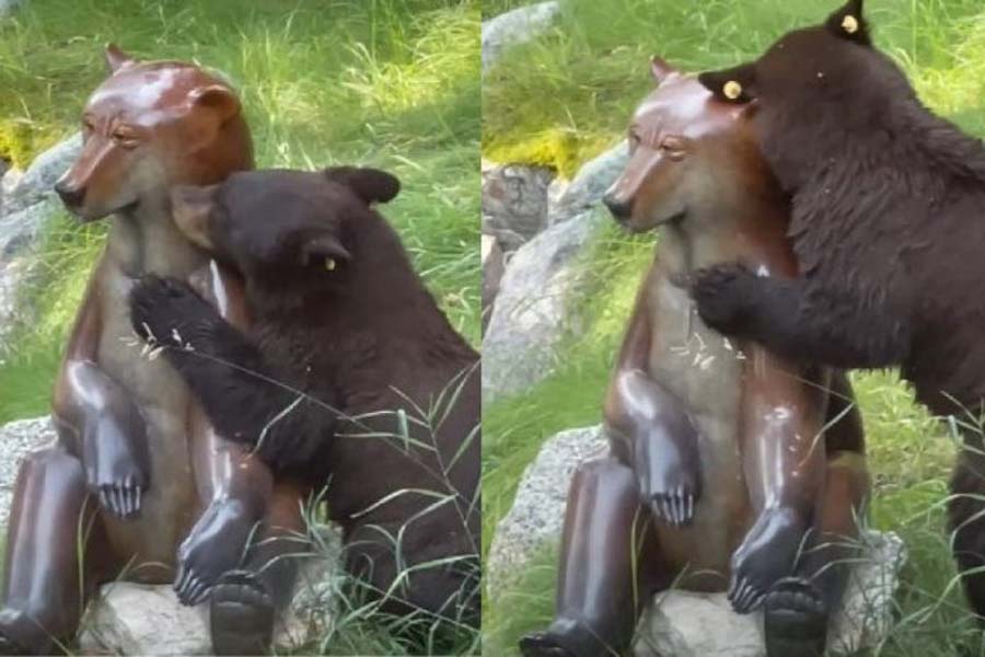 Urso é flagrado `paquerando´ estátua e vídeo viraliza nas redes sociais - News Rondônia