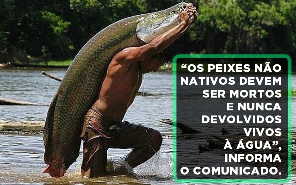 Autoridades querem saber como um pirarucu da Amazônia foi parar nos Estados Unidos - News Rondônia
