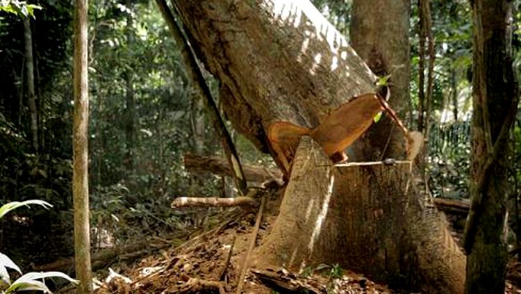FATALIDADE: Trabalhador braçal morre após ser atingido por árvore durante derrubada na zona rural - News Rondônia