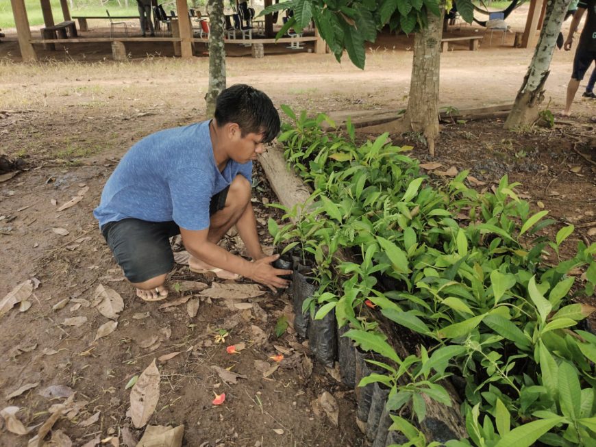 Sedam realiza Oficina de Capacitação ao plantio de mudas de castanheiras na comunidade indígena Sete de Setembro - News Rondônia