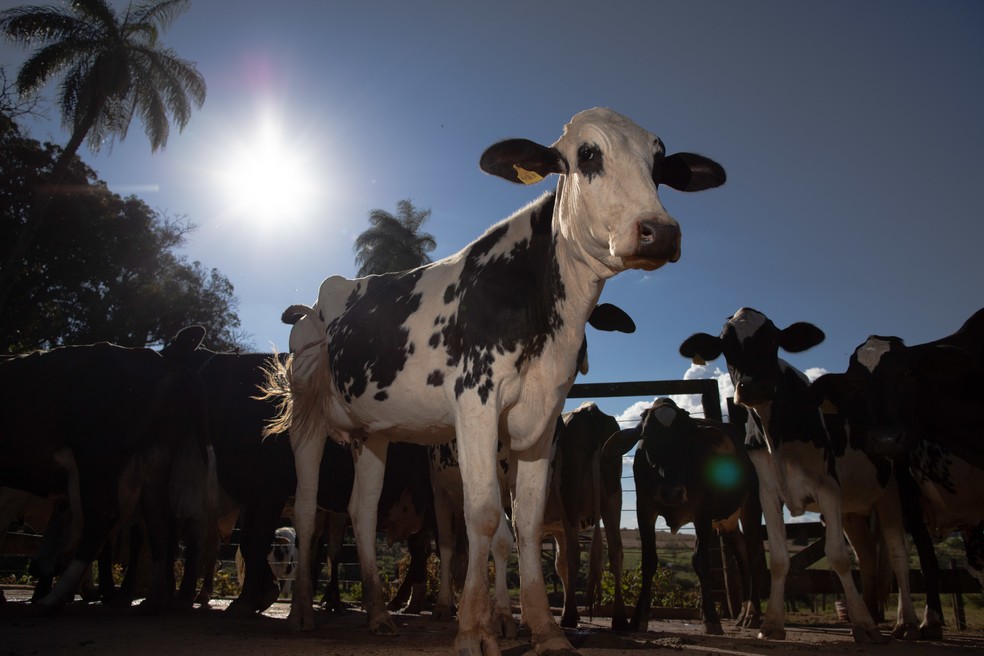 Abate de bovinos no Brasil recua 8,5% em 2020 após três anos de alta - News Rondônia
