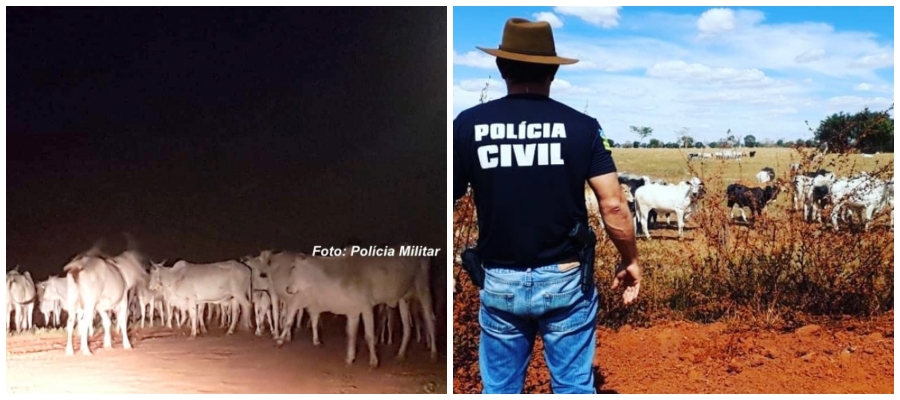 Polícia Civil identifica e prende suspeito de furtar gado em Monte Negro - News Rondônia