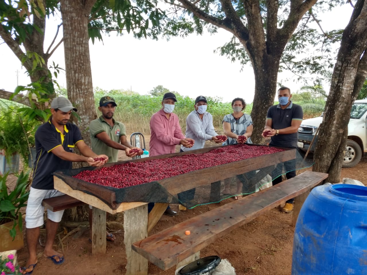 Prefeitura de Rolim de Moura incentiva produção de café fermentado - News Rondônia