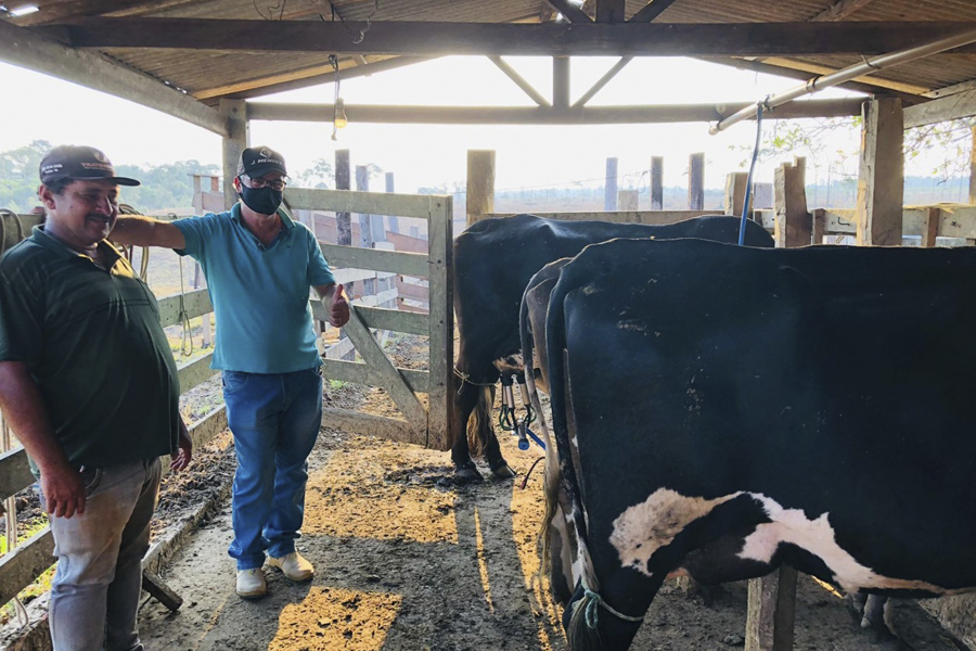 Balde Cheio da Semagri eleva em até 14 vezes a produção de leite de pequenos pecuaristas em Vilhena - News Rondônia