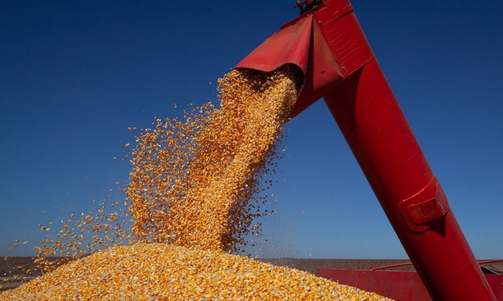 Conab vende mais de 140 mil t de milho para pequenos criadores em 2020 - News Rondônia