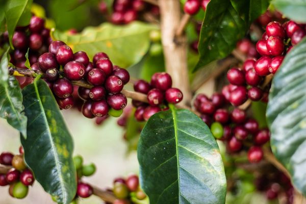 Conab confirma números do arábica e safra brasileira de café é a segunda maior da história - News Rondônia