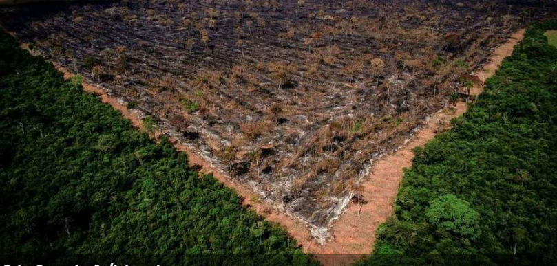 Devastação: Amazônia perdeu 778 km² somente em abril, diz Imazon - News Rondônia