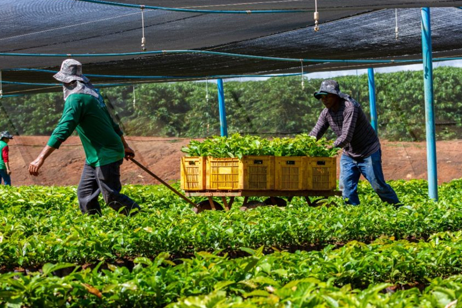 Mudas de café clonal e de cacau serão transportadas para agricultores dos 52 municípios do Estado - News Rondônia