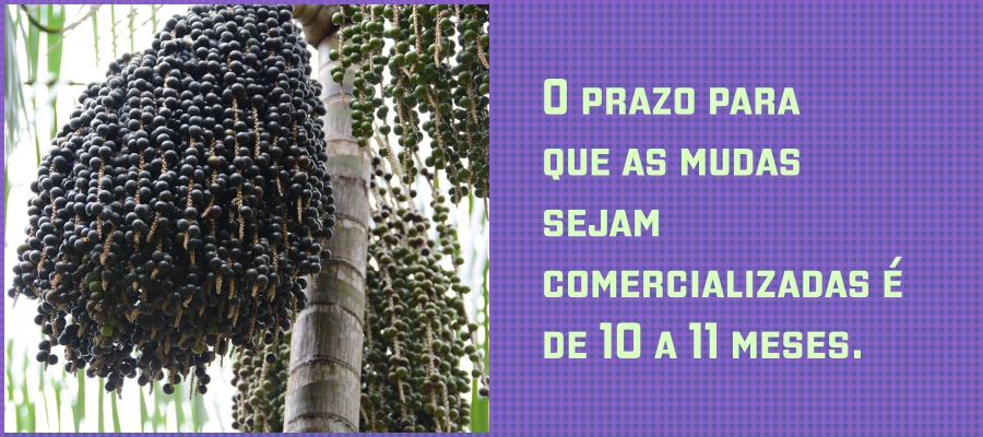 'Mercado garantido', declara agrônomo que investe no plantio de mudas de açaí em casa - News Rondônia