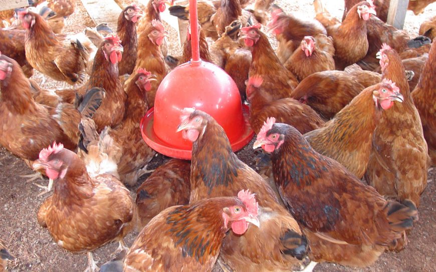 POTENCIAL - Setor de avicultura registra crescimento na produção de Rondônia - News Rondônia