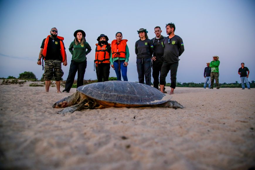 REPRODUÇÃO - Fiscalização é intensificada durante período de eclosão de tartarugas e tracajás nas praias do rio Guaporé - News Rondônia