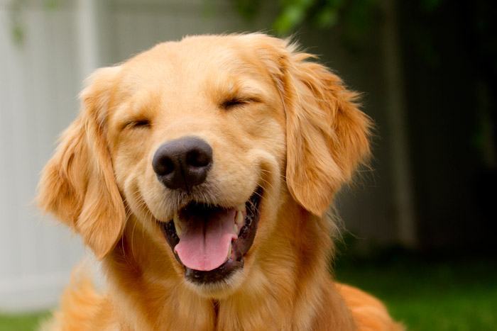 MEU PET: Os nomes de cachorro mais populares do Brasil - News Rondônia