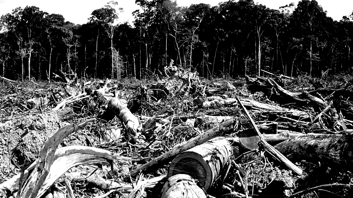 'O governo pretende acabar com a exploração ilegal da Floresta Amazônica', afirma Paulo Guedes da economia - News Rondônia