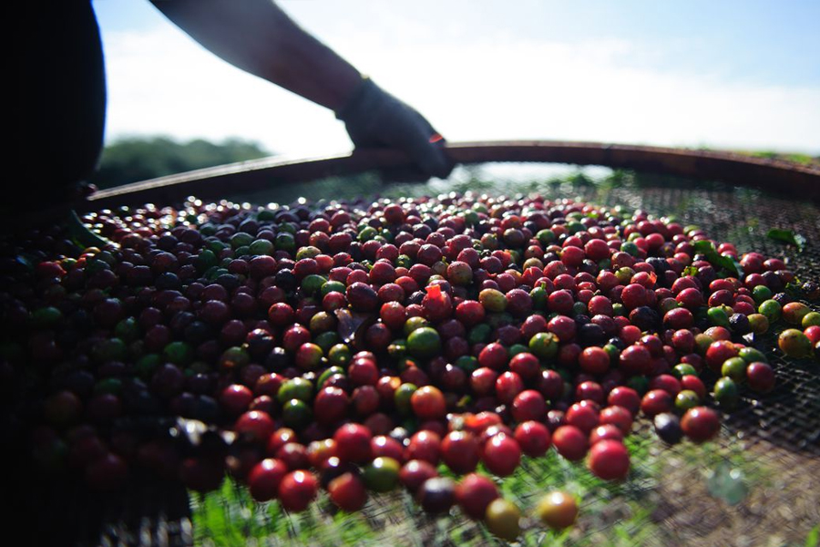 Conab aponta para uma produção de 55,7 milhões de sacas de café na safra de 2022 - News Rondônia