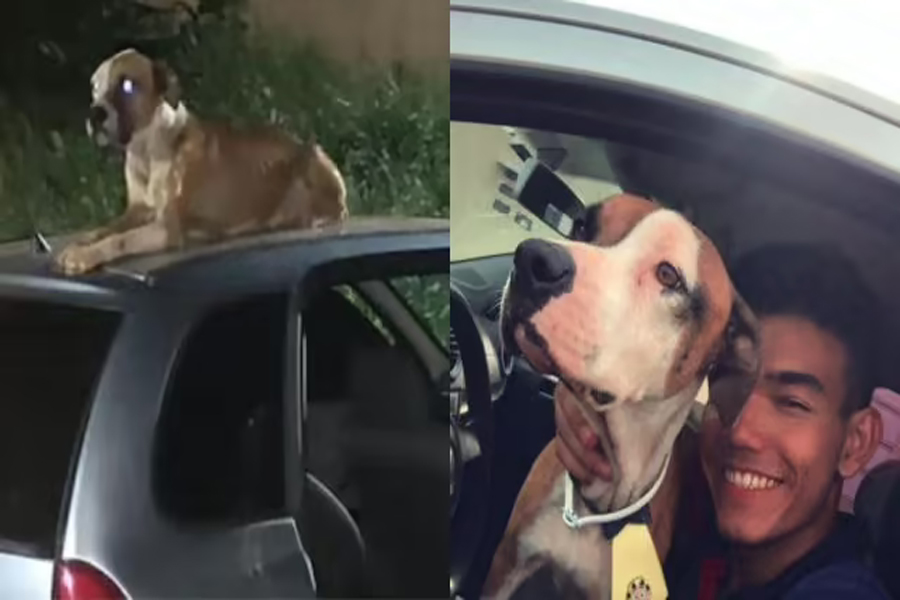 Jovem adota cachorro sem dono que protegeu o seu carro roubado - News Rondônia