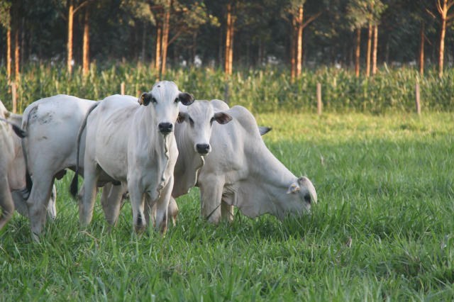 Conab vai leiloar 447 bovinos apreendidos em Goiás e erva-mate do Sul do país - News Rondônia