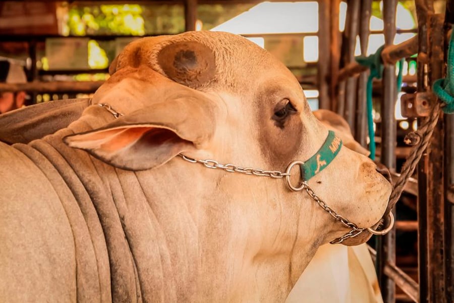 Rondônia lidera produção de gado na Amazônia, sem vacinação e de modo sustentável - News Rondônia