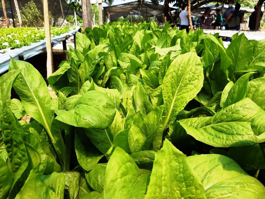 CRESCIMENTO - Com ampliação na produção, o mercado de hortaliças hidropônicas está em ascensão em Ji-Paraná - News Rondônia