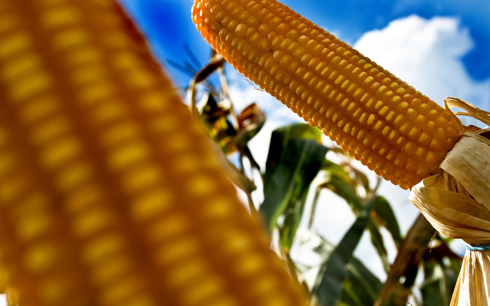 Governo autoriza importação de mais uma variedade de milho transgênico dos EUA - News Rondônia