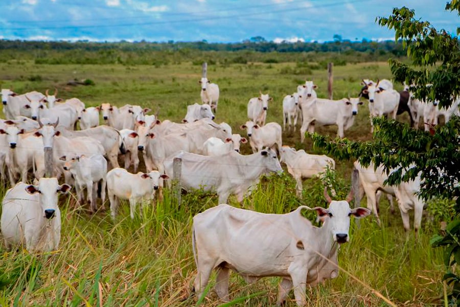 Parceria vai incentivar melhoria genética para o rebanho bovino de Rondônia - News Rondônia