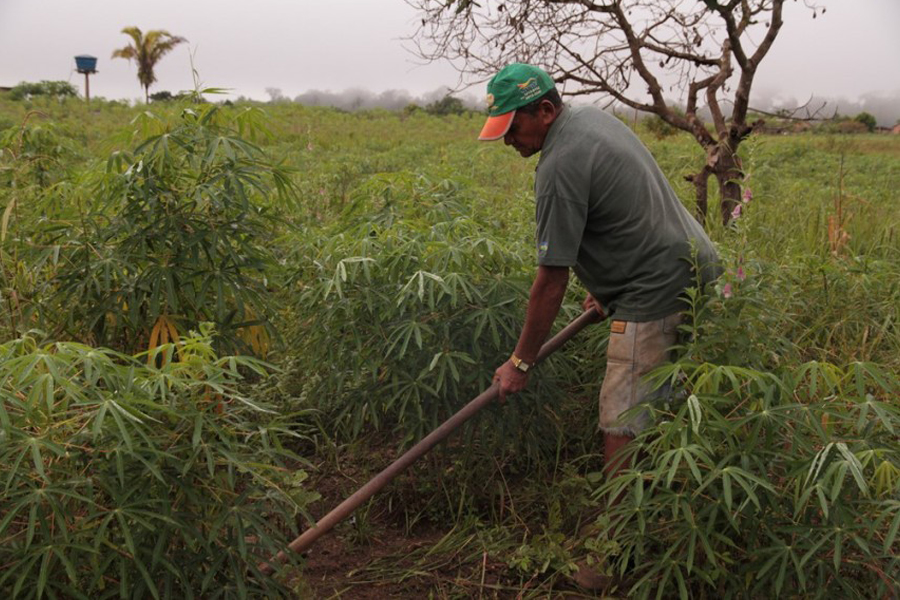 Cultivada por mais de 20 mil agricultores, mandioca alcança safra de 521,2 mil toneladas em Rondônia - News Rondônia