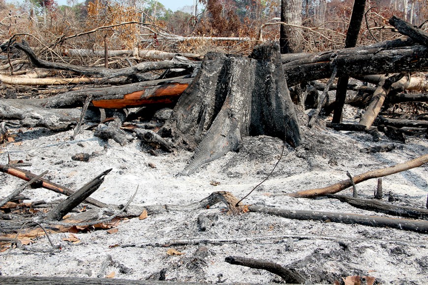 Sedam destaca atuação do Estado em prol do combate a queimadas ilegais e focos de incêndio - News Rondônia