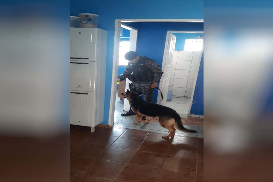 Cães policiais ajudam na prisão de homem por tráfico de drogas em Jaru - News Rondônia