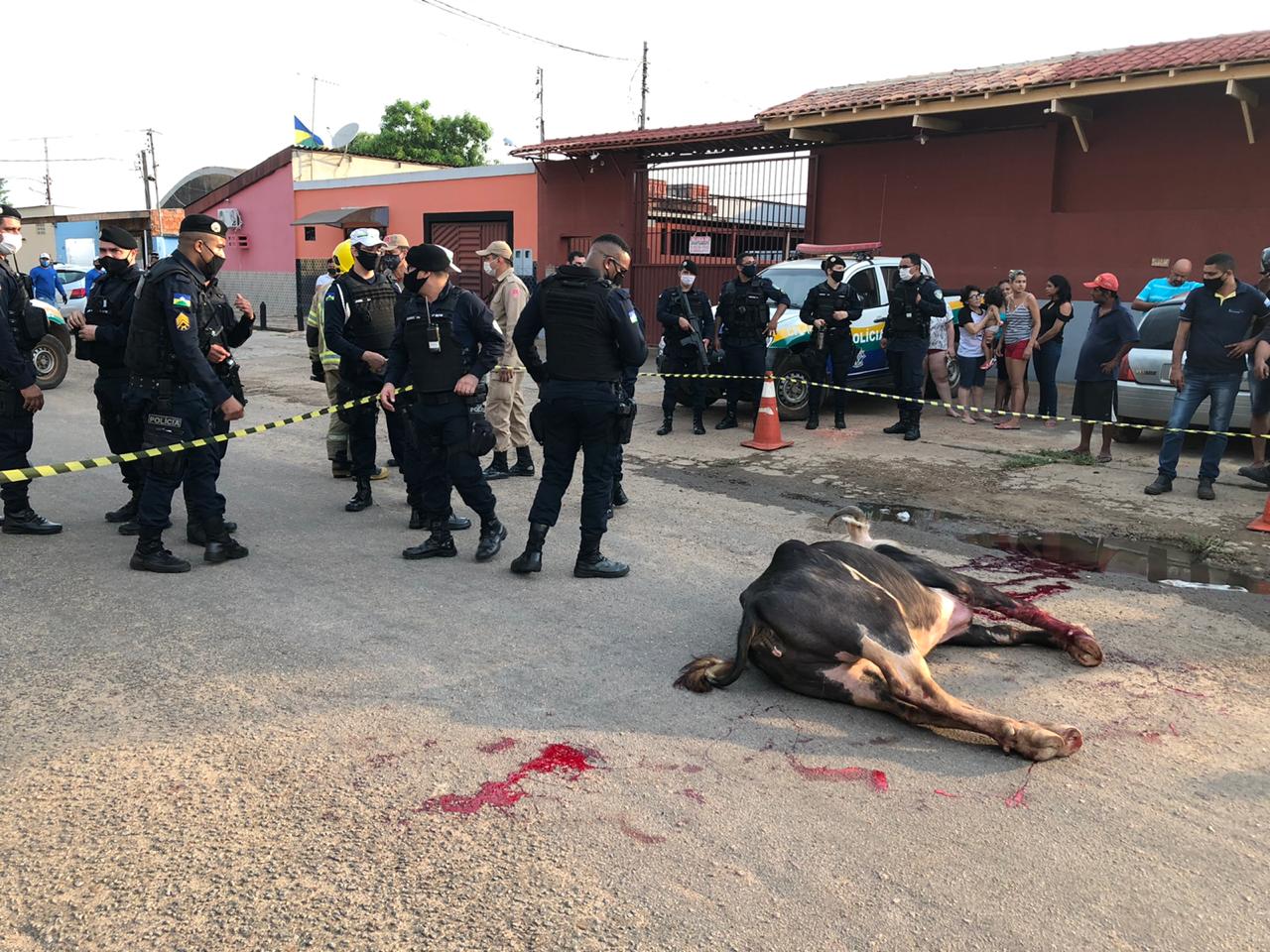 DESCONTROLADO: Vaca solta na rua causa grave acidente; Animal foi abatido - News Rondônia