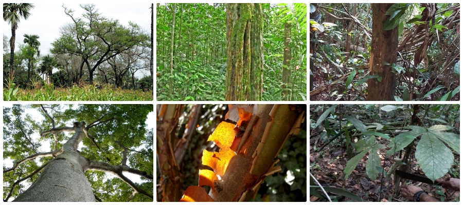 Árvores que contêm essências naturais estariam virando estacas para cerca de currais para gado - News Rondônia